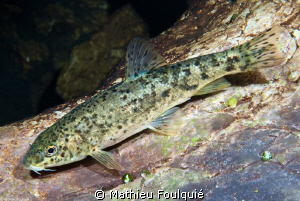 Barbus meridionalis by Mathieu Foulquié 